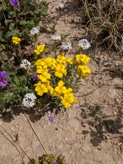 Physaria gracilis gracilis