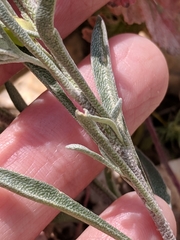 Physaria gracilis gracilis