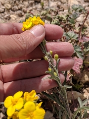 Physaria gracilis gracilis