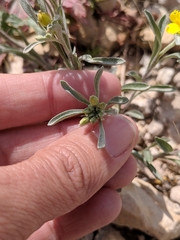 Physaria gracilis gracilis