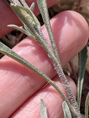 Physaria gracilis gracilis