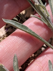 Physaria gracilis gracilis