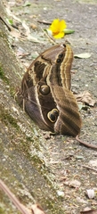Eryphanis aesacus image