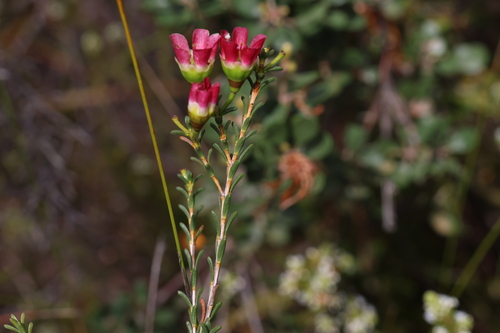 Image of Chamelaucium megalopetalum by (c) Greg Tasney, some rights reserved (CC BY-SA)