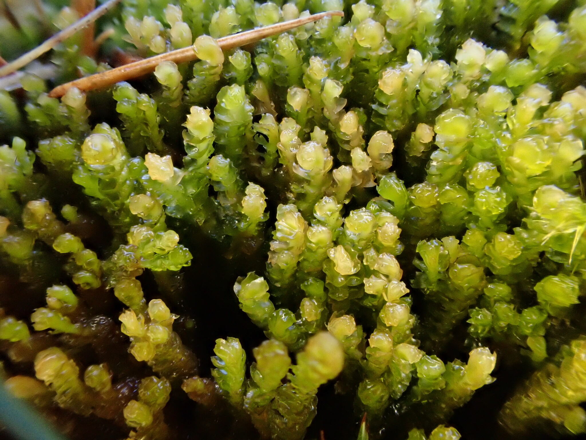 Neoorthocaulis floerkei
