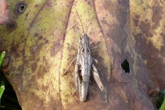 Chorthippus fallax fallax