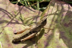 Chorthippus fallax fallax