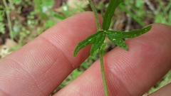 Lithophragma heterophyllum