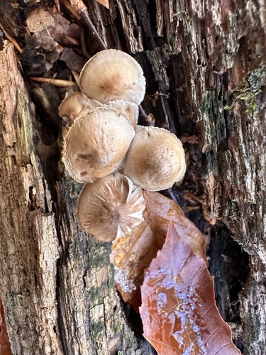 Mycena