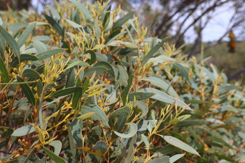 Image of Eucalyptus buprestium by (c) Greg Tasney, some rights reserved (CC BY-SA)