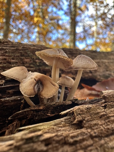 Mycena (Photo 2 of 4)