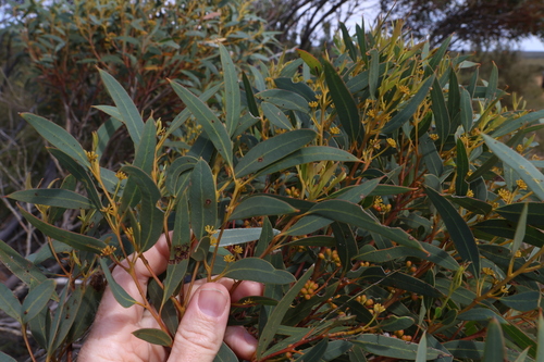 Image of Eucalyptus buprestium by (c) Greg Tasney, some rights reserved (CC BY-SA)