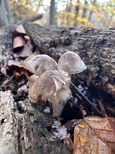 Mycena (Photo 3 of 4)