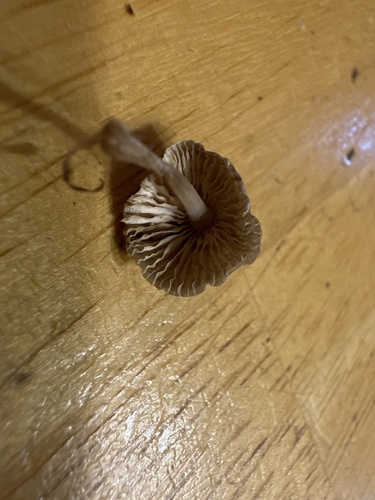 Mycena (Photo 4 of 4)