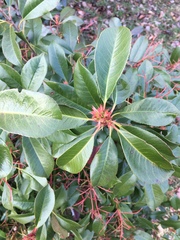 Photinia × fraseri