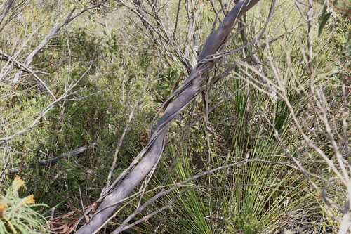 Image of Eucalyptus buprestium by (c) Greg Tasney, some rights reserved (CC BY-SA)