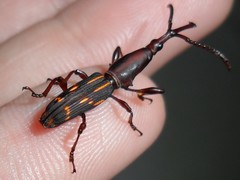 Arrhenodini