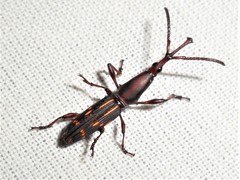 Arrhenodini