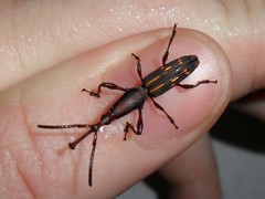 Arrhenodini
