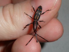 Arrhenodini