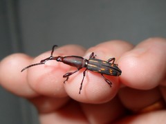 Arrhenodini