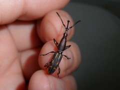 Arrhenodini