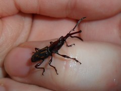 Arrhenodini