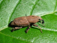 Sphenophorus rusticus