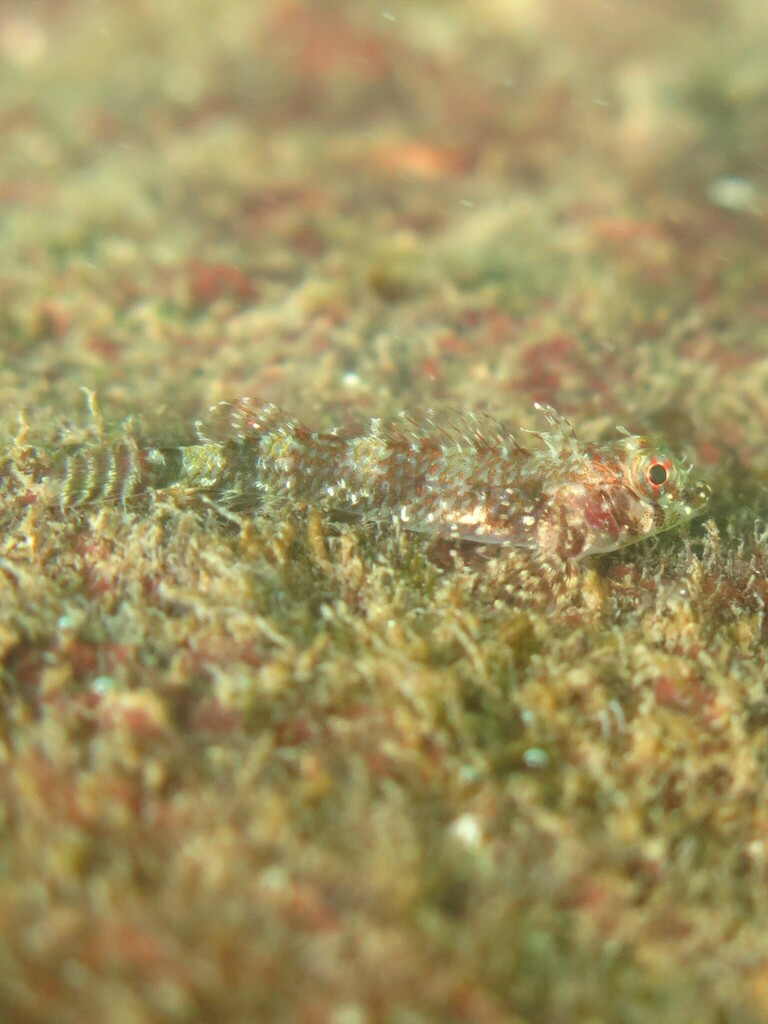 Windward Triplefin