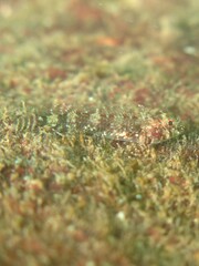 Windward Triplefin photo 1