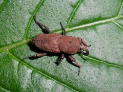 Sphenophorus rusticus