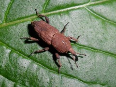 Sphenophorus rusticus