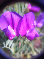 Lathyrus brachycalyx