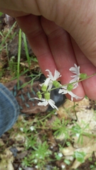 Lithophragma heterophyllum