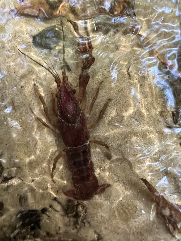 Peninsula Crayfish