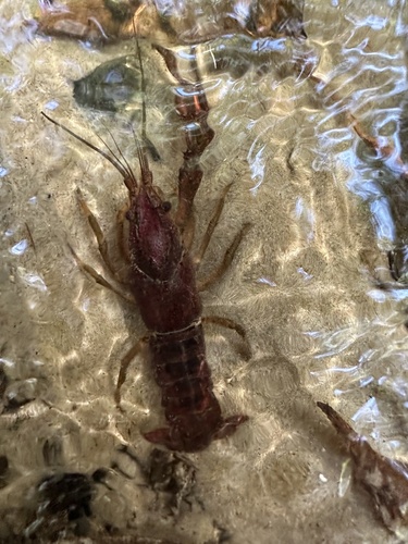 Peninsula Crayfish
