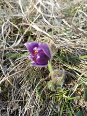 Pulsatilla montana