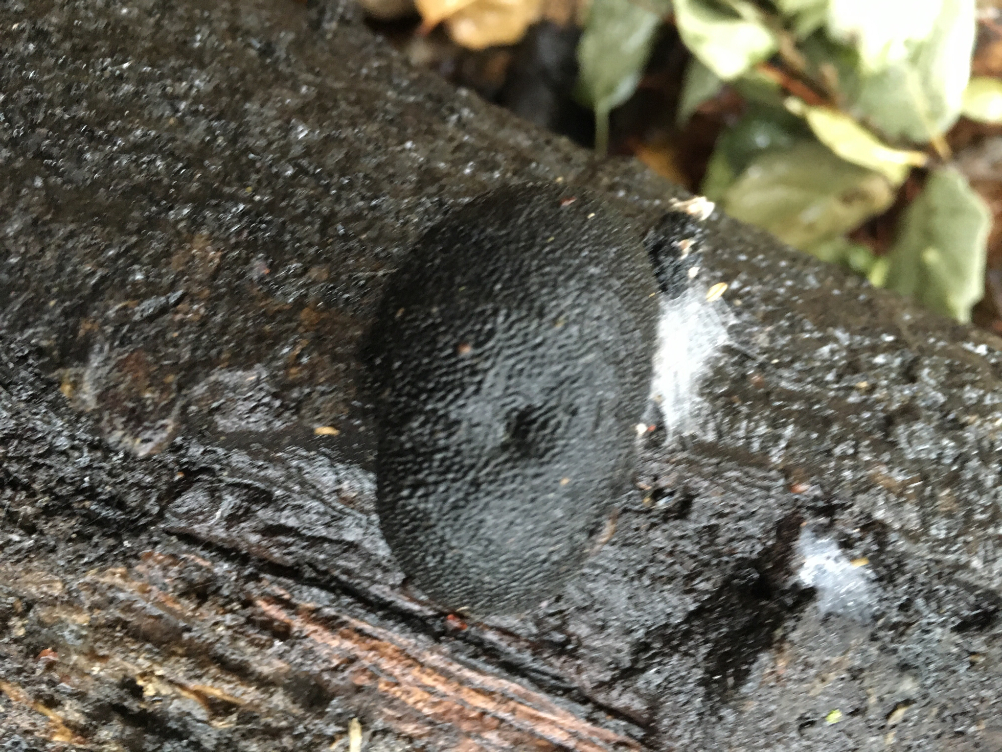 Annulohypoxylon image