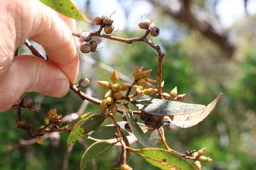 Image of Eucalyptus adesmophloia by (c) Greg Tasney, some rights reserved (CC BY-SA)