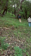 Lithophragma heterophyllum