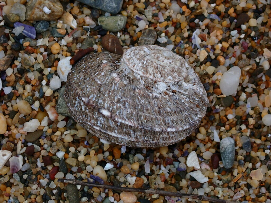 Rough turban shell from Woolgoolga NSW 2456, Australia on November 1 ...