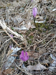 Colchicum bulbocodium