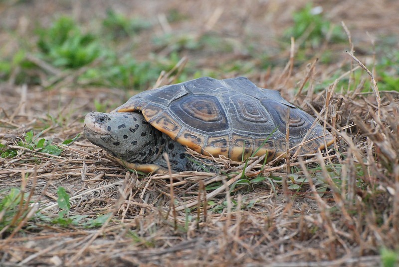 Mississippi Diamondback Terrapin (Reptiles of Louisiana) · iNaturalist