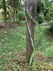 Acanthocereus tetragonus image