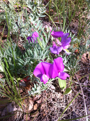 Lathyrus brachycalyx