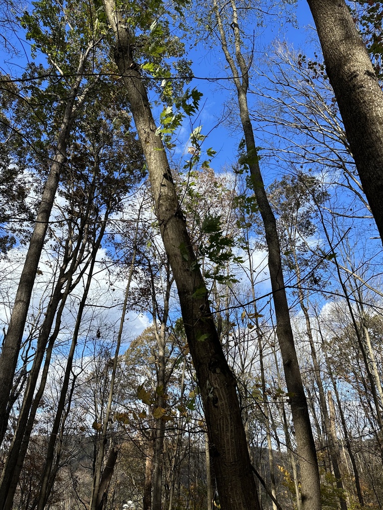 Freeman's Maple from Lakeview Dr, Nitro, WV, US on November 1, 2023 at