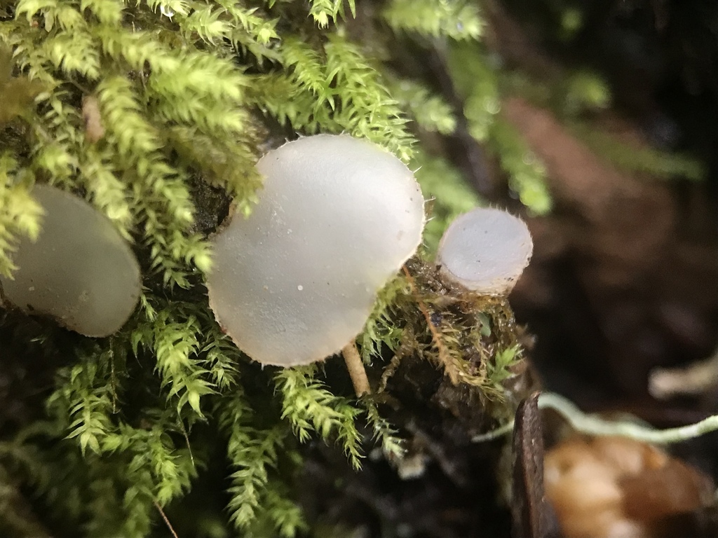 Pezoloma