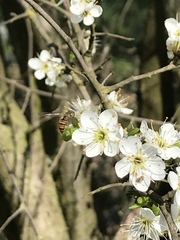 Episyrphus balteatus