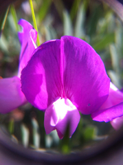 Lathyrus brachycalyx