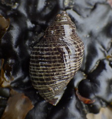 Acanthinucella punctulata